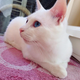Illustration for article titled The Cat with the Ugliest Sleeping Face in Japan